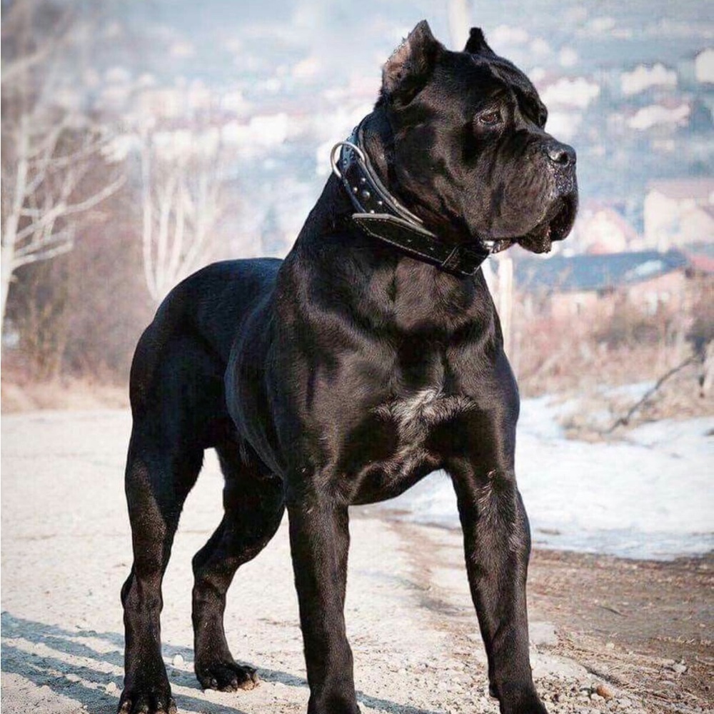 Meet your Posher, Profitgod